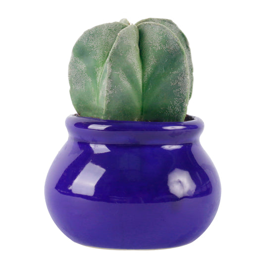 Star Cactus in Blue Ceramic Pot