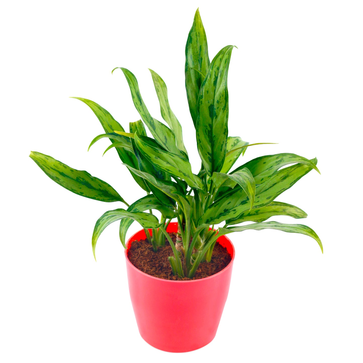 Aglaonema Green live Plant in Red Round Pot