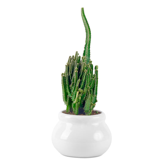 Triangular Cactus in White Ceramic Pot