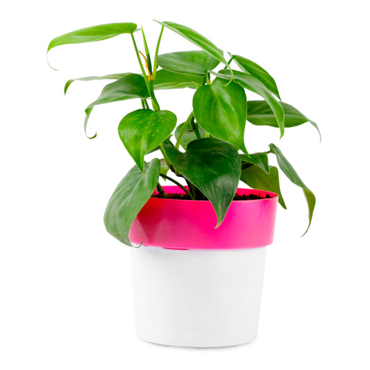 Oxycardium Live Plant with Round white/Pink Plastic pot
