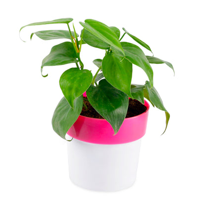 Oxycardium Live Plant with Round white/Pink Plastic pot