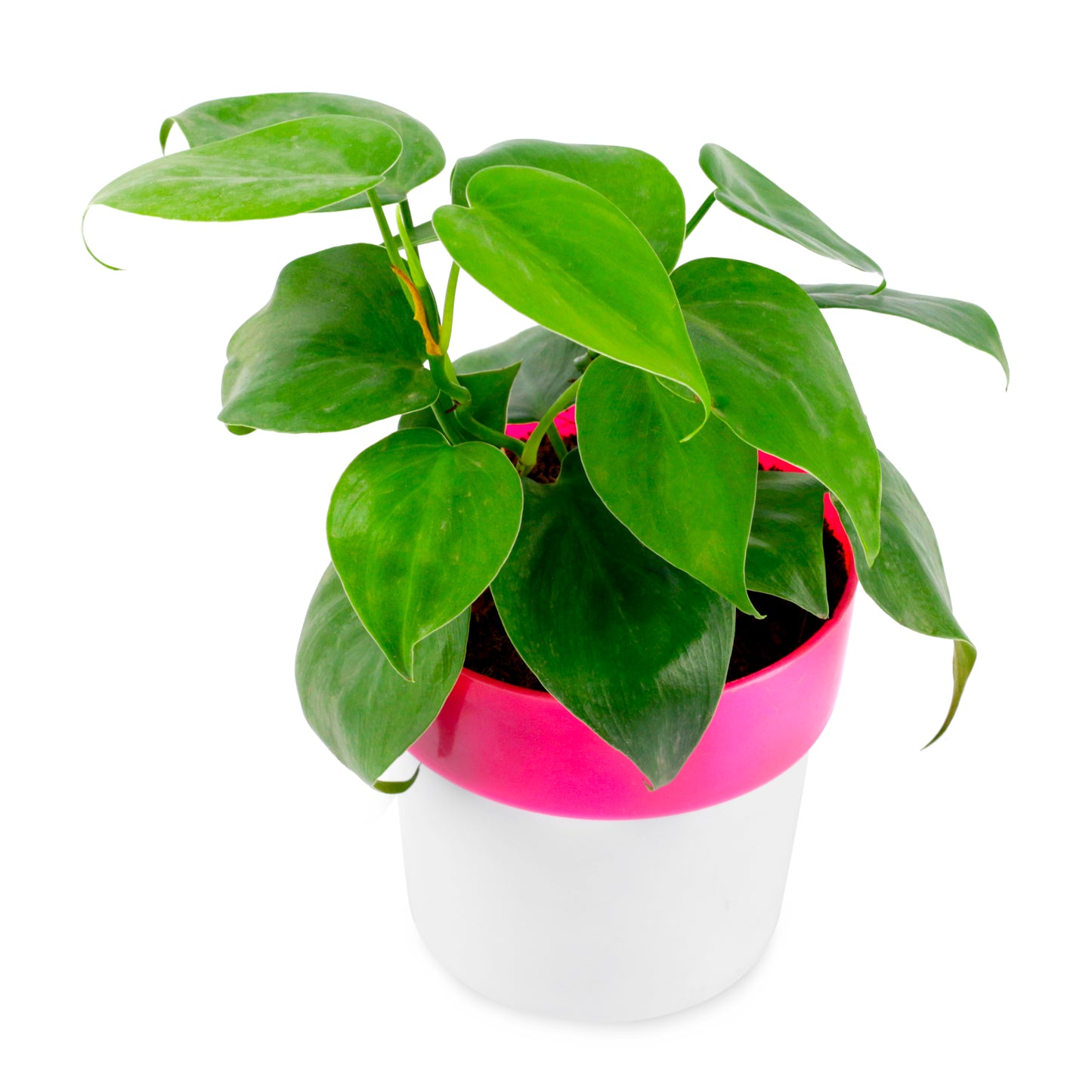 Oxycardium Live Plant with Round white/Pink Plastic pot