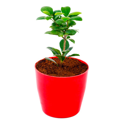Ficus Compacta Variegated Live plant with red round pot