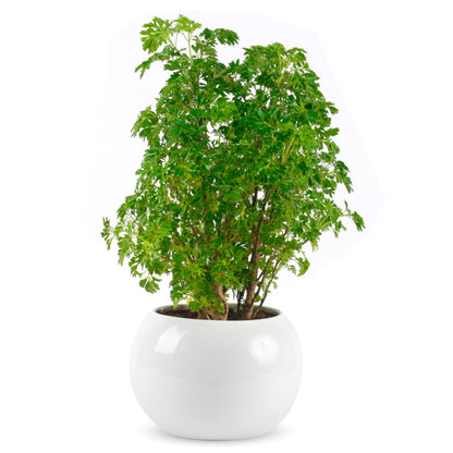 Phulwa Aralia Plant