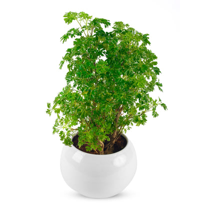 Aralia live Plant with White ceramic pot