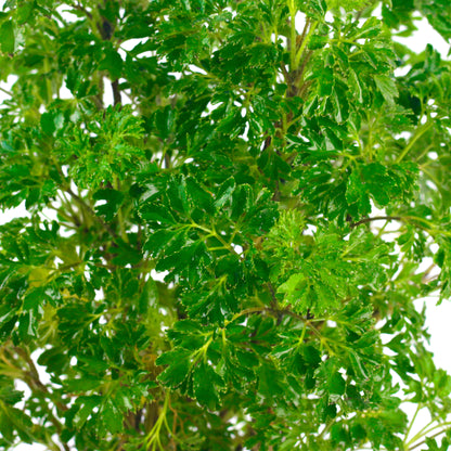 Phulwa Aralia Plant