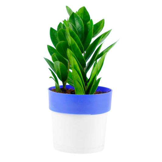 ZZ Plant (Zamioculcas zamifolia) in White/Blue-Round Pot