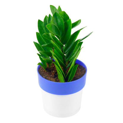 ZZ Plant (Zamioculcas zamifolia) in White/Blue-Round Pot