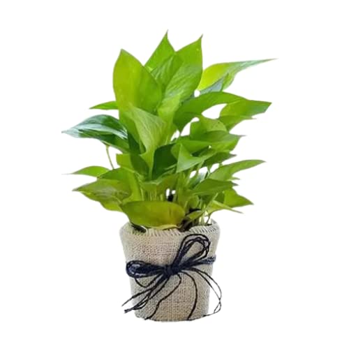 Money Plants