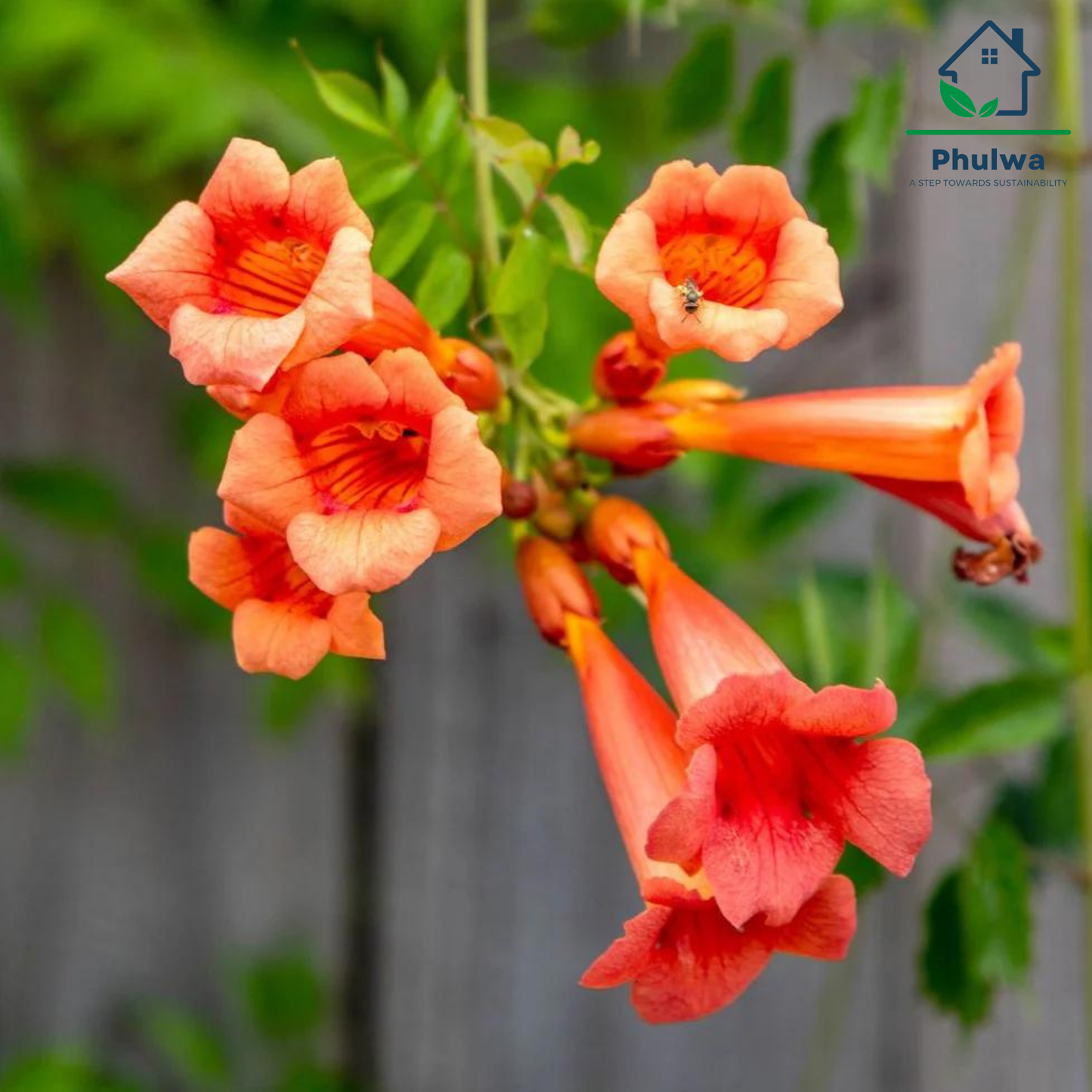 OrangeTrumpetVine