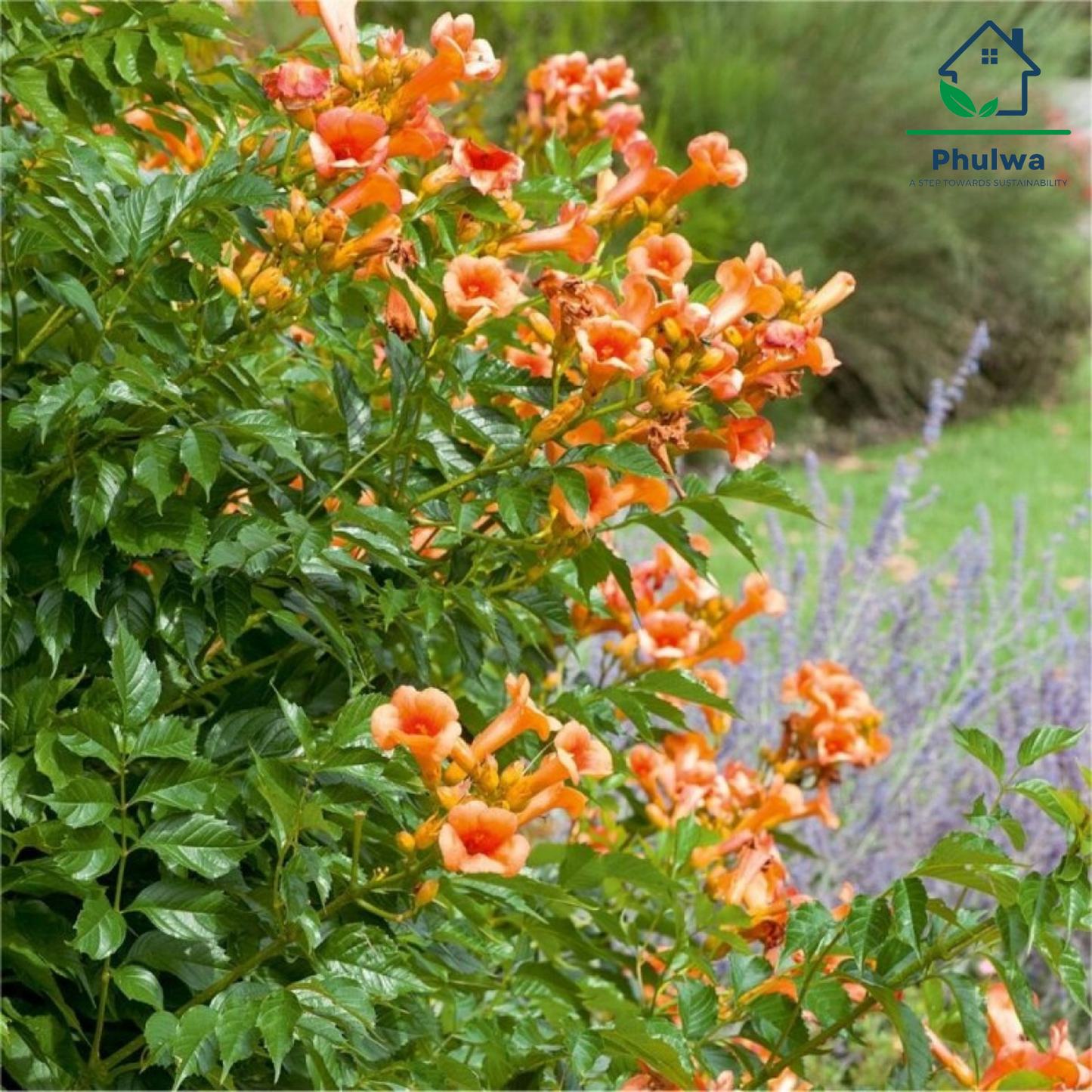 OrangeTrumpetVine