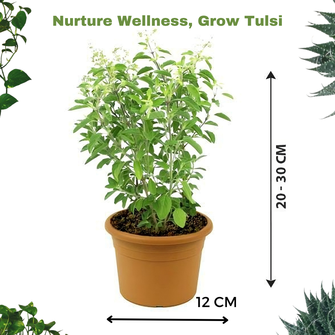 Tulsi Plant