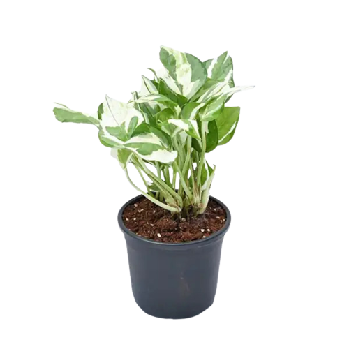 Pothos Money Plant