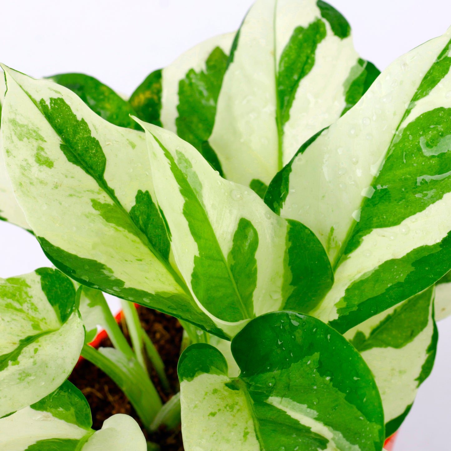 Pothos Money Plant With Jade plant with Plastic Pot