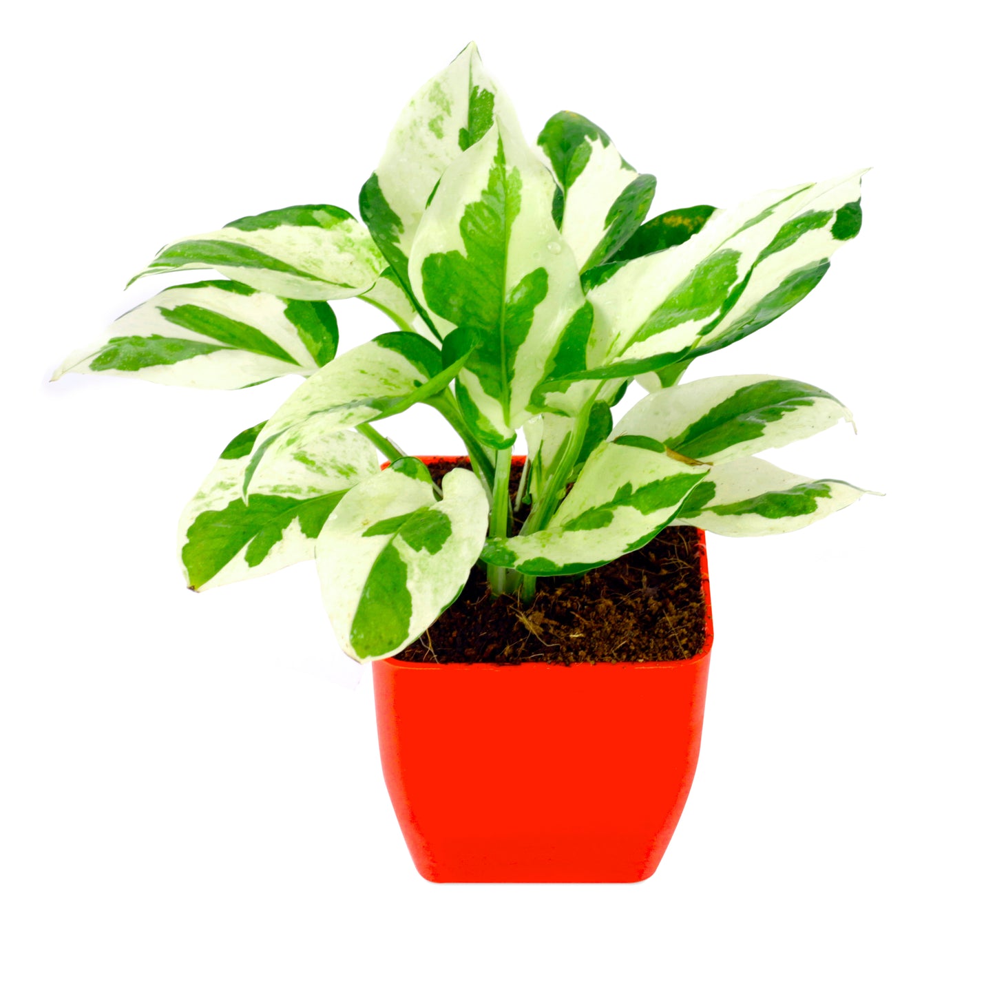 Pothos Money Plant With Jade plant with Plastic Pot