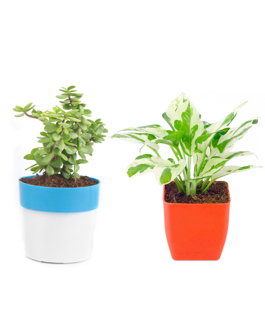 Pothos Money Plant With Jade plant with Plastic Pot