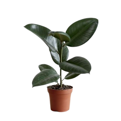 Rubber Plant