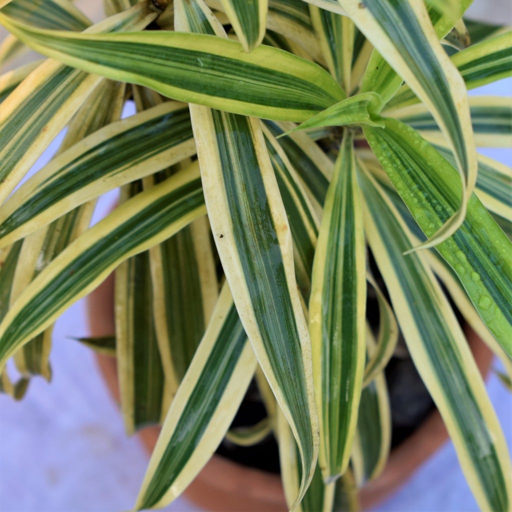 Song of India Green & yellow Leaves Plant