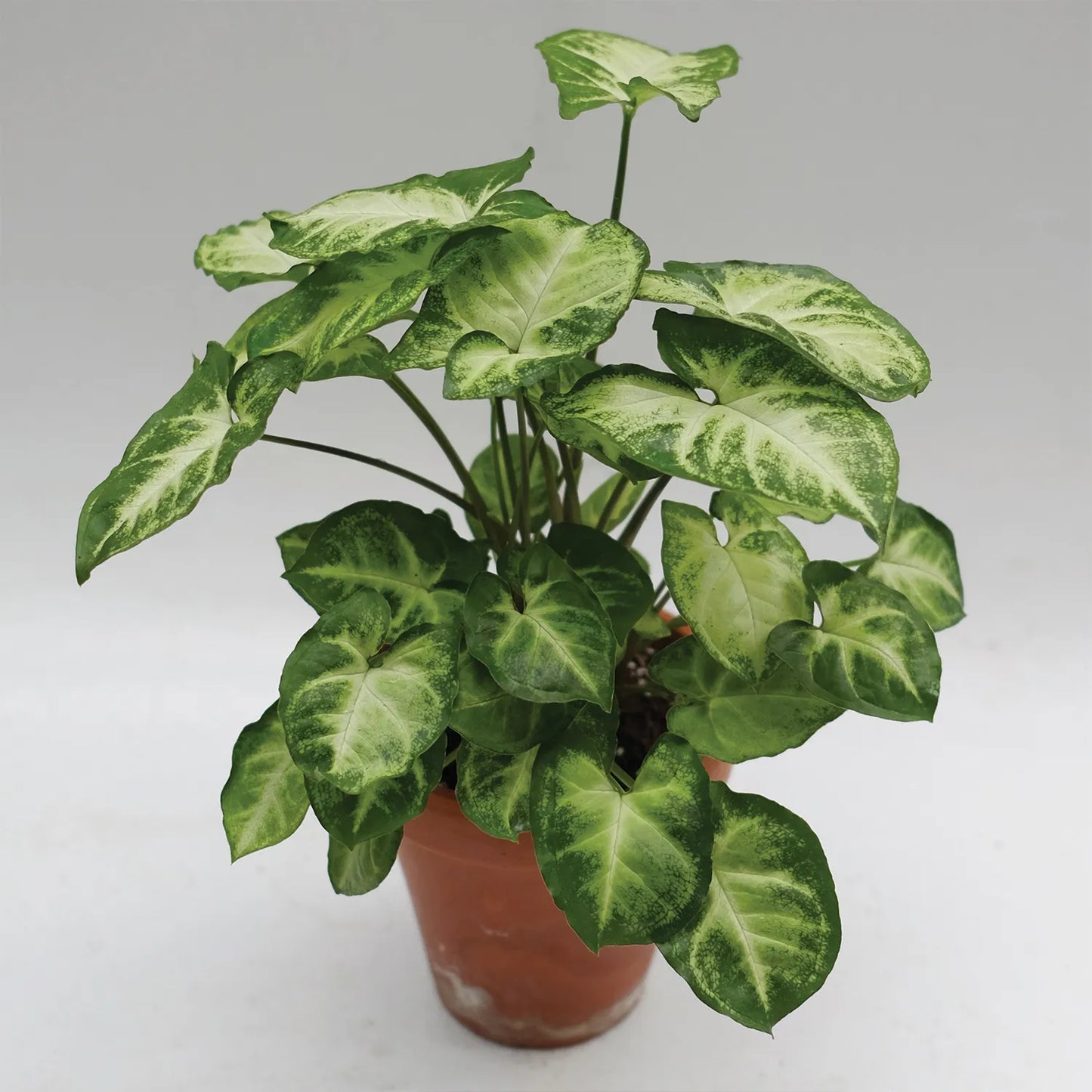 syngonium Plant