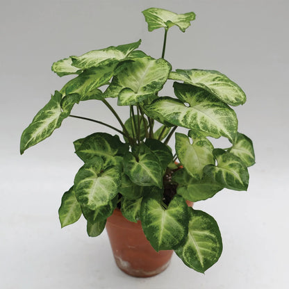 syngonium Plant