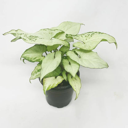 Syngonium white