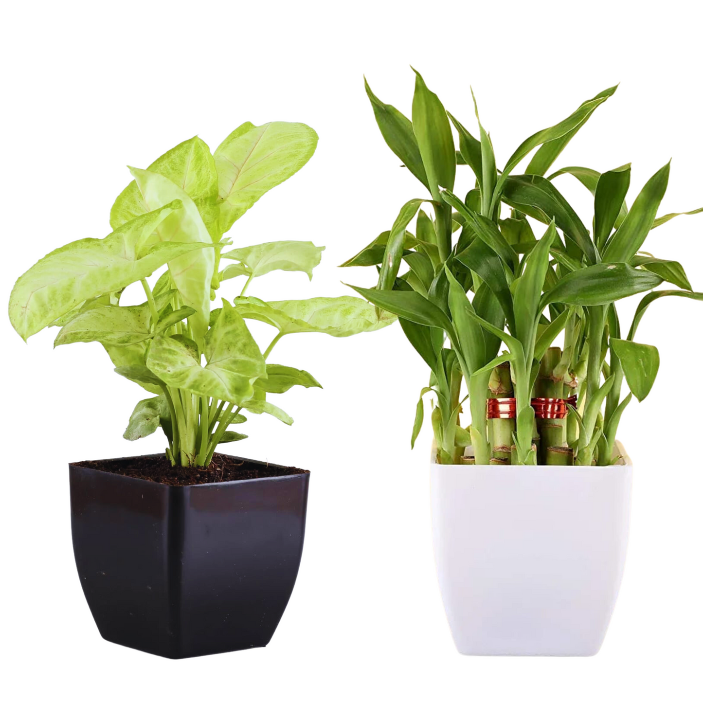 Syngonium & Bamboo with Square Pot