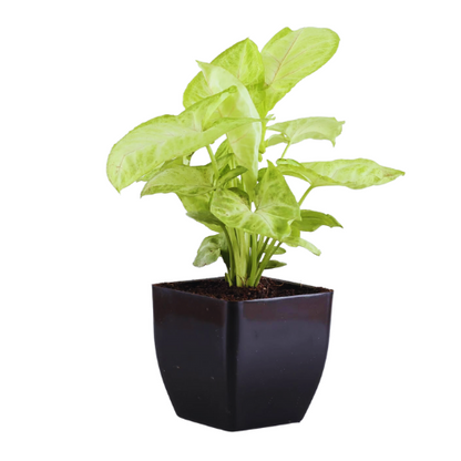 Syngonium with square pot