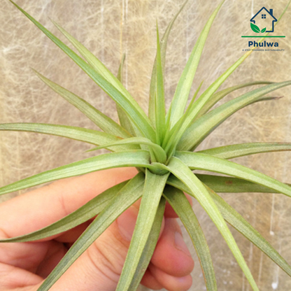 Tillandsia aeranthos