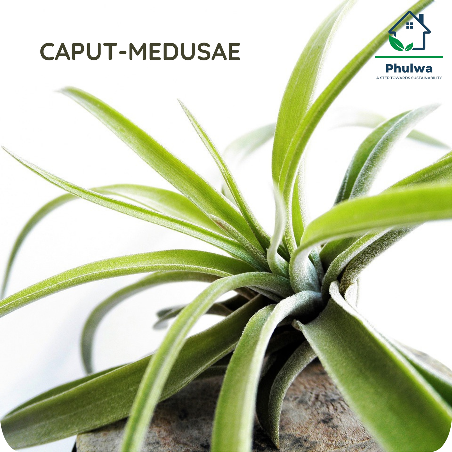 Tillandsia caput-medusae