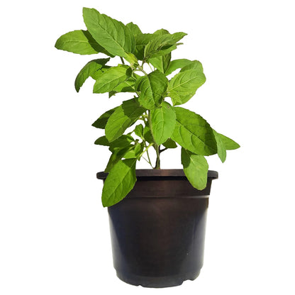 Tulsi Plant