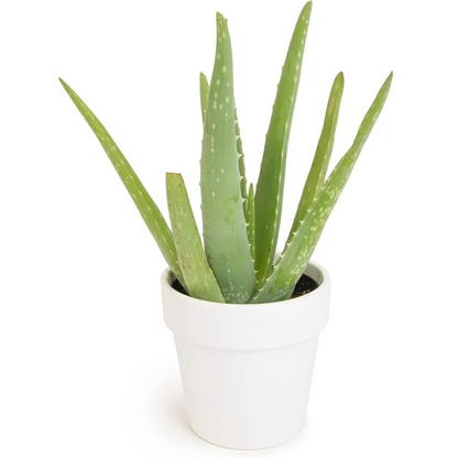 Aloevera In White Pot