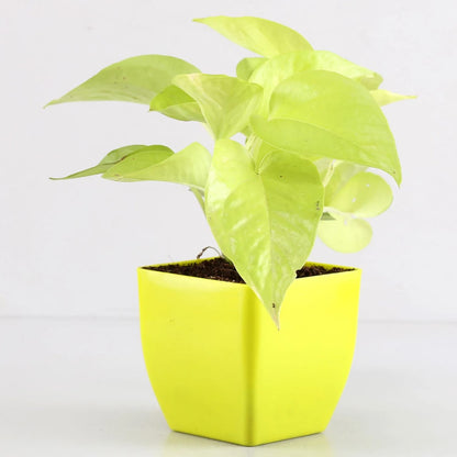 Combo set of 4-Air Purifying Plant (Money Plant, Syngonium, Jade, & Snake Plant)