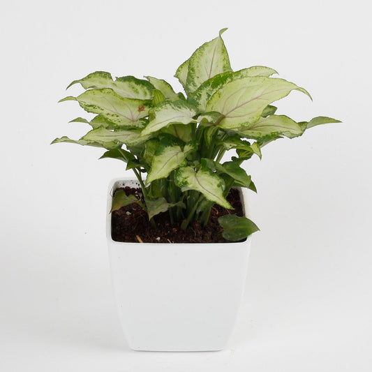 Phulwa Syngonium Natural live Indoor Plant With White Plastic Pot, Air-Purifying Home & office Décor, Pack of 1