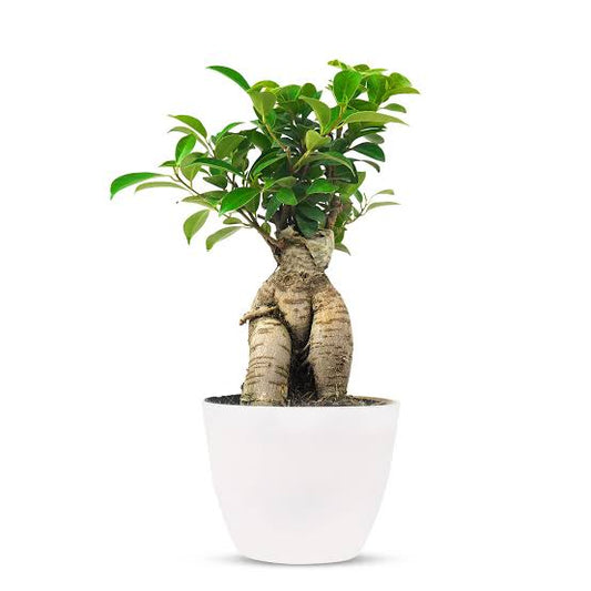 Bonsai -Ficus Ginseng (100Gm-200Gm)