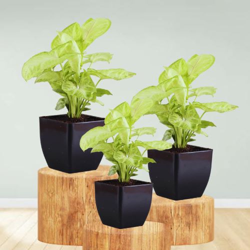 Combo set of 3 Syngonium White Butterfly Plant