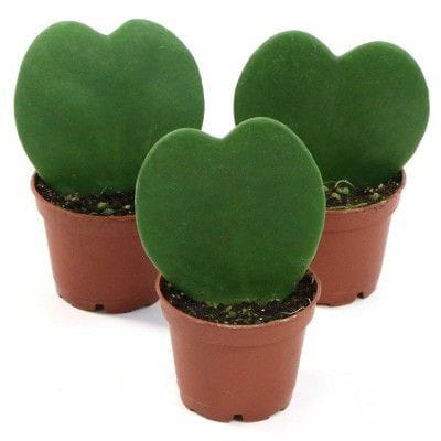 Hoya Heart Pair of 2 with Basic Pot