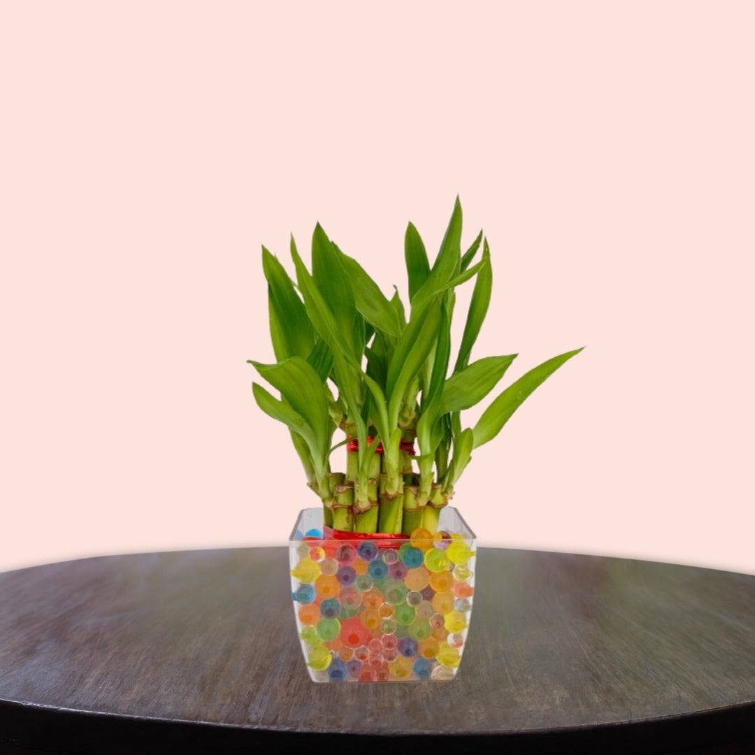 Two Layer Lucky Bamboo Plant with Sqaure Clear Plastic Pot