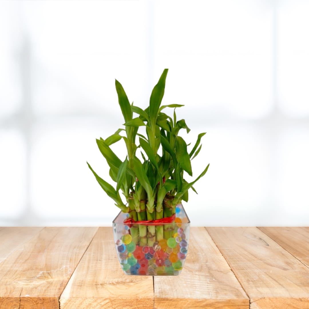 Two Layer Lucky Bamboo Plant with Sqaure Clear Plastic Pot