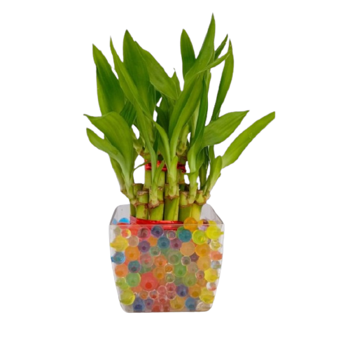 Two Layer Lucky Bamboo Plant with Sqaure Clear Plastic Pot