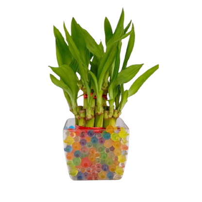 Two Layer Lucky Bamboo Plant with Sqaure Clear Plastic Pot