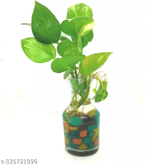 Money Plant With Glass Pot