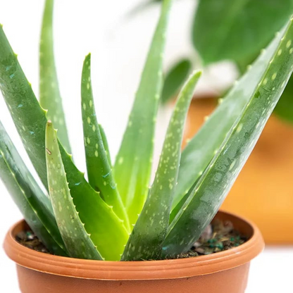 aloevera plant