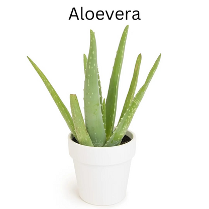 aloevera
