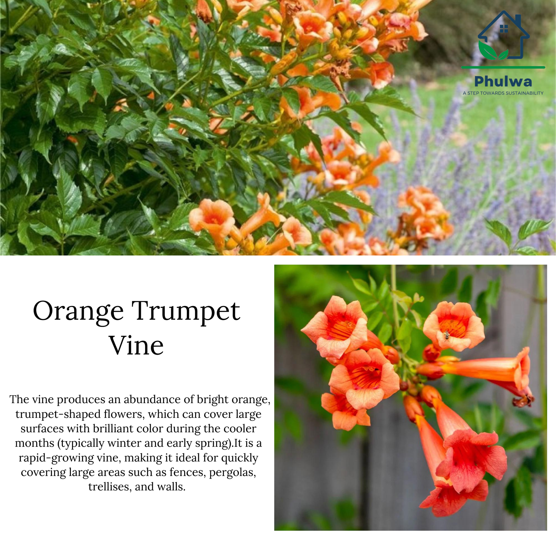 OrangeTrumpetVine