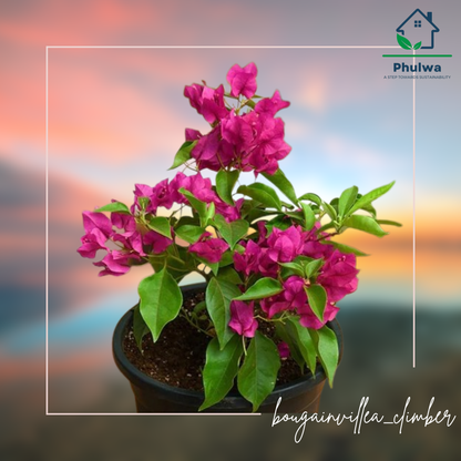 bougainvilleaclimber