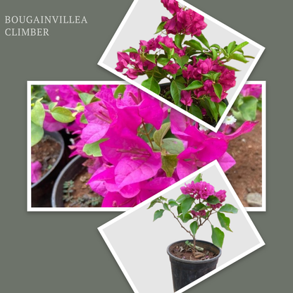 Bougainvillea