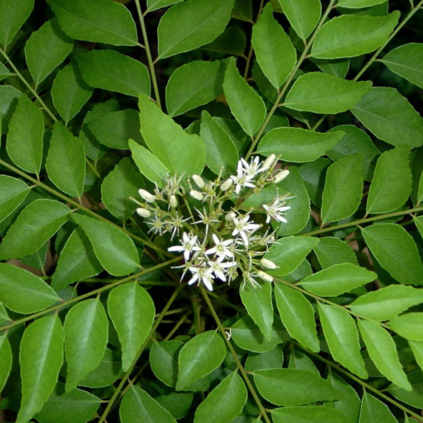 leaves with flower