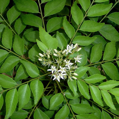 leaves with flower