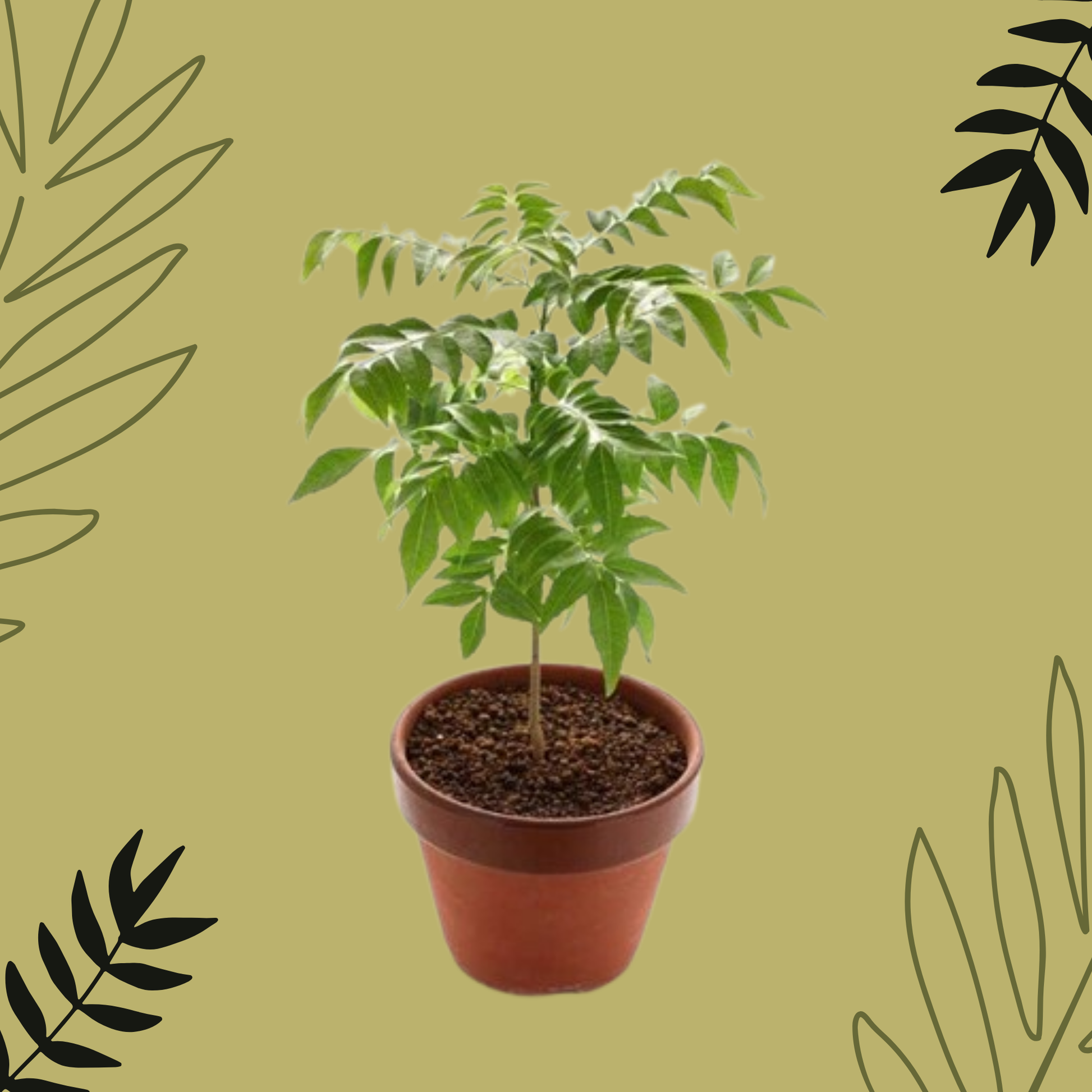 plant with pot