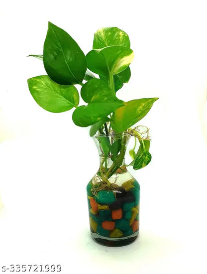 Money Plant With Glass Pot